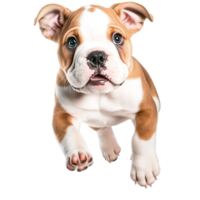 Bulldog puppy bounds forward with a playful expression full of energy png