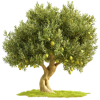 Lush green olive tree with a thick trunk and wide branches looks strong and full of life png