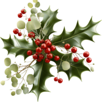 Holly leaves with red and white berries look festive and png