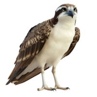 Brown and white osprey with sharp talons and piercing eyes looks alert and majestic png