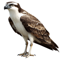 Osprey bird with sharp talons looks strong and watchful png