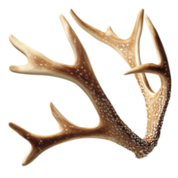 Large antlers with sharp points look rugged and natural png