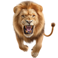 Lion roars fiercely with a majestic golden mane png