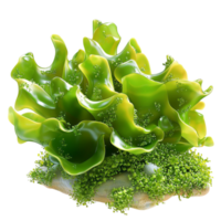 curly green lettuce with natural texture and color looks crisp and healthy png