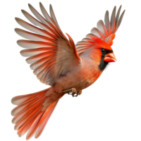 red cardinal in midflight with its wings fully spread looks vibrant and dynamic png