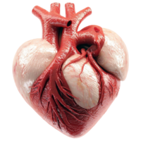 Anatomically detailed human heart with visibleeries looks realistic and scientific png