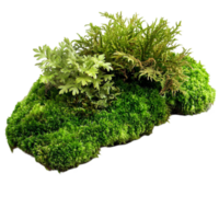 Lush green moss patch is decorated with tiny plants growing on top png