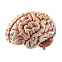 Realistic human brain with complex folds rests on a flat surface png