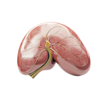 Healthy human liver with visible veins displays internal structure png