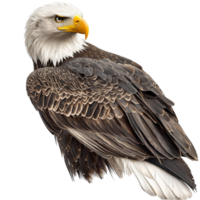 Proud bald eagle standing with a sharp gaze and intricate brown and white feathers png