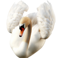 Graceful white swan spreading its wings with a serene and majestic expression png