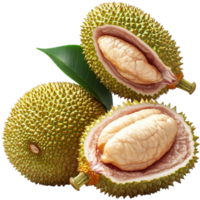 Exotic durian fruit with a spiky outer shell and golden flesh inside png