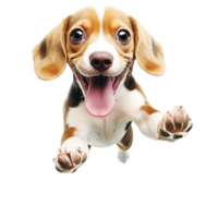 Excited beagle puppy playfully running forward with its tongue out png