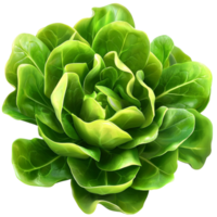 green lettuce with crisp leaves arranged in a circular pattern png