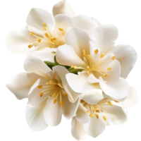 white jasmine flowers with delicate petals and yellow centers png