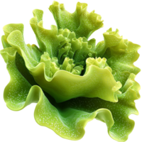 green curly lettuce with ruffled edges and a slightly glossy texture png