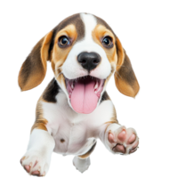 Playful puppy with floppy ears and a happy expression jumping towards the camera png