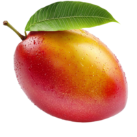 ripe mango with a gradient of yellow orange and red hues covered in tiny water droplets png