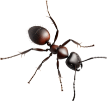 An ant is presented in a detailed macro shot, revealing intricate details of its segmented body and delicate features in a high resolution. png