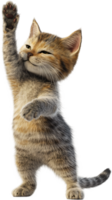 A happy and playful kitten strikes a charming pose, waving its paw in the air with a delightful expression. The background is solid black. png