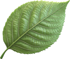 Single, vibrant leaf against a stark background, showcasing intricate vein patterns and serrated edges for a detailed botanical study. png