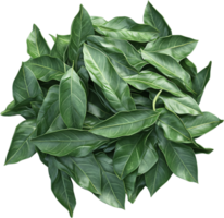 Lush arrangement of pointed, ovate, emerald green leaves with lighter green veins forming a textured, visually captivating composition. png