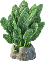 A vibrant cluster of leafy greens sprouting from a rocky base. The foliage is lush and the setting natural. The leaves create a dense canopy. png