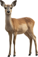 Graceful deer with its big ears and shiny coat staring directly at the camera. The wildlife of the nature is beautiful and needs preservation. png