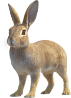 A realistic full-body shot of a light-brown rabbit with long ears, standing on a dark background, showcasing its textured fur. png