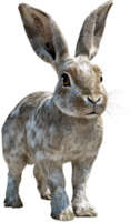 A light-colored rabbit stands against a black background, showcasing its soft fur and large ears in a poised pose. The cute face is visible. png