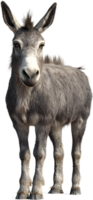 Standing portrait of a grey and white donkey with long ears, a short mane and a friendly expression looking straight at the viewer png