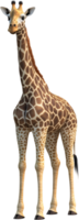 uma digitalmente rendido girafa carrinhos alto, Está distintivo estampado casaco e gracioso características capturado com realista detalhe. png