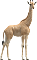 A digitally rendered image showcasing a young giraffe with a pale coat, standing tall against a dark background, emphasizing its distinct form. png