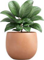 A vibrant fiddle-leaf fig tree flourishes in a rounded terracotta pot, adding a touch of nature and tranquility to any indoor space. png