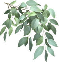 A branch of leaves against a solid black backdrop. Pale greens and textured leaves add to a natural, organic aesthetic for design use. png