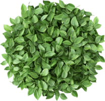 A dense cluster of vivid green leaves, resembling a topiary or plant from an overhead perspective. The leaves create a full, rounded shape. png