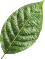 Close-up image of a vibrant green leaf. Detailed veins and texture are visible against a stark black background. Fresh and natural. png