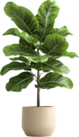 Elegant Fiddle Leaf Fig, Adds a touch of nature's beauty. Large, vibrant green leaves create a calming atmosphere. Great for any room. png