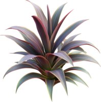 Striking foliage plant with upward-reaching leaves in muted purple, red, and green tones against a clean black background. Elegant. png