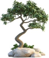 A bonsai-like tree with green foliage stands atop a rocky mound, exhibiting a unique, gnarled trunk against a dark background. png