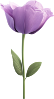 A purple tulip gracefully extends upwards with a sleek green stem and leaves, isolated against a black background, showing its beauty. png