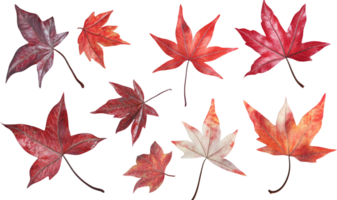 Assorted maple leaves, displaying rich red and reddish-brown hues, create a vibrant autumnal display against a stark black background. png