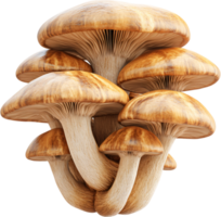 Cluster of Honey Mushrooms. A detailed depiction of edible fungi with smooth, caramel-colored caps and slender stems in a dense grouping. png