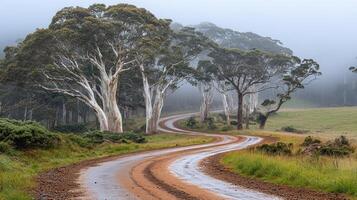A winding dirt road through a misty forest of eucalyptus trees. photo