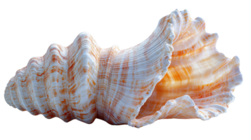 a seashell with intricate patterns and smooth surface, showcasing natural colors and textures png