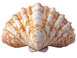 A beautiful orange and white scallop shell with intricate patterns and textures png