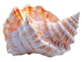 beautiful orange and white seashell with intricate patterns and textures, showcasing nature artistry png