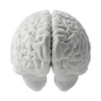 Exploring brain structure science lab 3d model close-up png