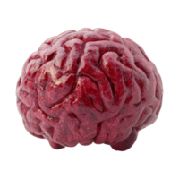 Neuroscience insights brain model laboratory setting png