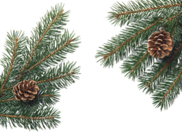 Pine branches with pine cones on transparent background png